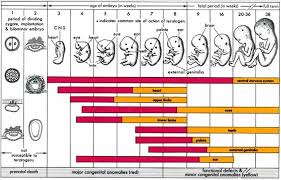 abcs of human growth development z is for zygote