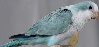 معلومات عن ببغاء كويكر الببغاء الراهب