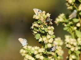 Image result for Commicarpus pilosus