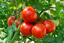 Others start with tomato seedlings. Growing Tomatoes Planting Growing And Harvesting Tomatoes The Old Farmer S Almanac