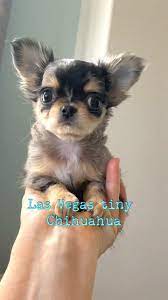 17 Chihuahua Puppies For Sale Ideas In 2021 Chihuahua Puppies For Sale Chihuahua Puppies Chihuahua