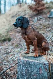 Image result for bavorský barvář