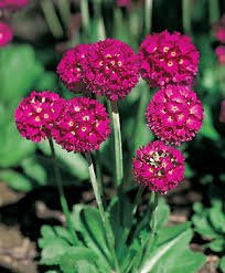 Image result for Wahlenbergia denticulata