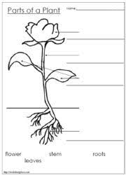 Parts Of A Plant Worksheets Worksheets Kindergarten Science Plants Worksheets Plant Life Cycle