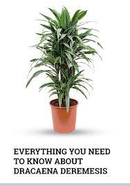 Dracaena Deremensis Care Plant Guide Dracaena Miniature Palm Trees Plant Guide