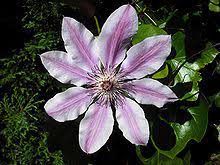 Your planting area needs to be arranged so that the root run will always be shaded and cool while the vines' leaders are allowed to climb up into the sun. Clematis Wikipedia