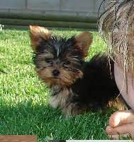 We have a wide selection of teacup puppy. Quality Akc Yorkshire Terrier Pups For Sale