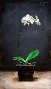 A Still Life Painting Of A Tall Orchid With White Flowers In A Weathered Wooden Black Vase Orchids Painting Oil Painting Flowers Flower Painting