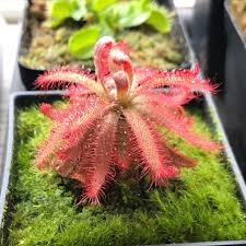 Image result for Drosera pilosa