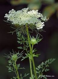Guide To Roadside Flowers Queen Anne S Lace Flowers Queen Annes Lace Beautiful Flowers