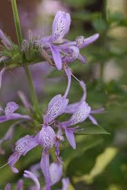 Image result for Hypoestes aristata