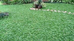 Distributor rumput sintetis terlengkap untuk taman dan dekorasi serta interior dan eksterior di mumu grass indonesia dengan kualitas karpet rumput sintetis terlengkap. Harga Rumput Gajah Mini Per Meter Siap Tanam Di Labuhan Batu Selatan Propinsi Sumatera Utara Cv Rumputkita Soccer Field