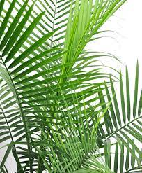 Why Are My Majesty Palm S Leaves Yellowing Bloomscape Majesty Palm Palm Plant Care Palm Plant