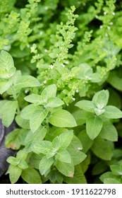 Image result for Justicia tenella