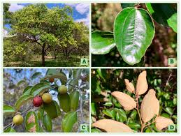 Image result for Ziziphus mauritiana