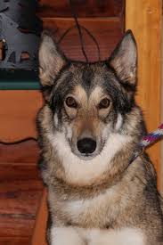 Simply added dog, puppies or plan breeding to database, and all is updated on website of kennel too. The Tragedy Of Wolf Dogs The Other End Of The Leash