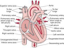 Diagram Of Heart From Mayo Clinic Nurse Medical Knowledge Nursing Study