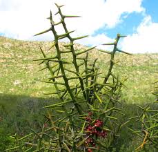 Image result for Stolzia williamsonii