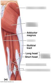 Start studying leg muscles posterior view. AktorÄ— Palyginamas Adaptacija Back Of Leg Muscles Rubberlesque Com