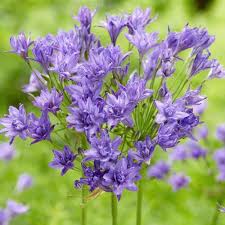 Image result for Trilepisium