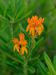 This wild flower is scientifically known as iberis umbellata. 20 Great American Wildflowers Hgtv