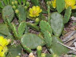In some parts of the united states, there is a growing interest in eating prickly pear. Eastern Prickly Pear Opuntia Humifusa Var Humifusa Cactus Flower Planting Flowers Blooming Cactus