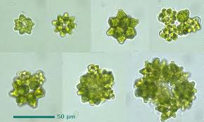 Image result for Coelachyrum