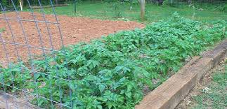 Maybe you would like to learn more about one of these? Seed Potatoes And How To Plant Potatoes In A Raised Bed Awaken