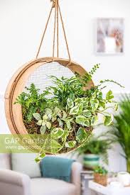 tamis suspendu de plante d interieur dans le salon moderne plantes d interieur suspendues decoration plante cactus jardin