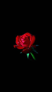 You can also upload and share your favorite roses roses wallpapers for desktop. Best Rose Iphone 8 Hd Wallpapers Ilikewallpaper
