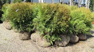 Spread 4 to 6 feet. Tuya Zapadnaya Vudvardi 1 1 2m Thuja Occidentalis Woodwardii Zk Cena V Letto