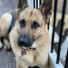 Our german shepherd puppies were bred to have a superior temperament. 29 Puppies For Sale Ideas Puppies For Sale Puppies Puppy Owner