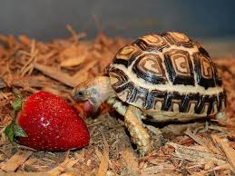 The safest way to serve strawberries is to wash them. How Long Can A Tortoise Go Without Eating Two To Three Years Rio De Janeiro Vet Jeferson Pires Explained That Manuela S Red Footed Species Of Tortoise Can Go For Long Periods Without Eating
