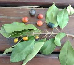 Image result for Eugenia malangensis