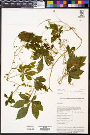 Image result for Eureiandra leucantha