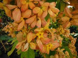 Image result for Mussaenda