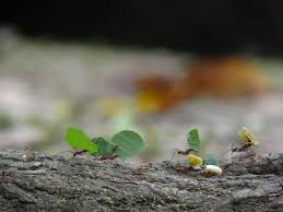 Image result for tbn:ekRZeqiUkU8b5M::www.hormiga.org/fondosescritorio/wallpapers/Paisajes-y-naturaleza/fotos/Paisajes-22.jpg