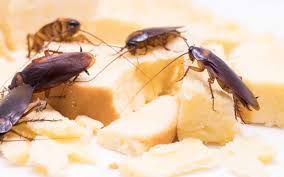 Get rid of roaches in your kitchen cabinets by thoroughly cleaning the cabinets and removing these food spills. What Is The Best Way To Get Rid Of Cockroaches Sage Pest Control