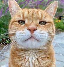Kalejdoskop Kucing Kucing Oranye Foto Kucing Lucu