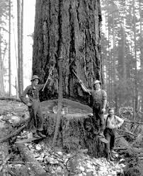 Descubre qué funciona bien en hayward lumber con las personas que mejor la conocen. Https S3 Amazonaws Com Siteninja Multitenant Assets 27415 Files Original Hayward Lumber 100 Years Press Kit Pdf