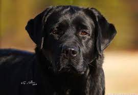 Maybe you would like to learn more about one of these? Horne S Labradors Labrador Puppies For Sale Labrador Stud Service Black Labrador Pup English Lab Puppies Labrador Puppies For Sale English Labrador Puppies