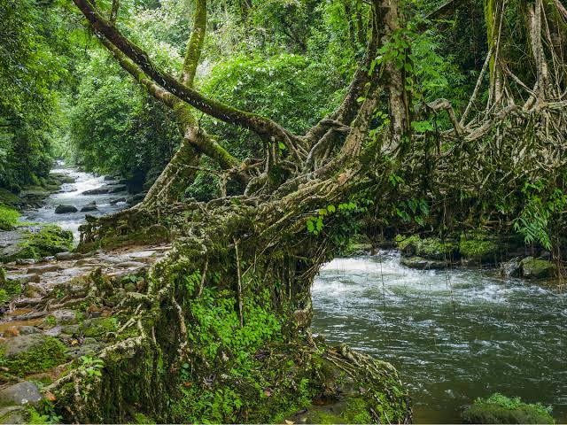 Living Root Bridge, Meghalaya, AI generated