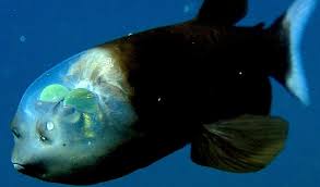 Barreleye Fish Bizarre Animals Animals Sea Fish