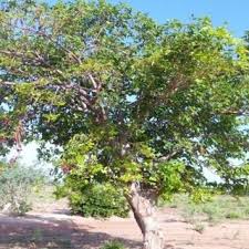 Image result for Terminalia mollis