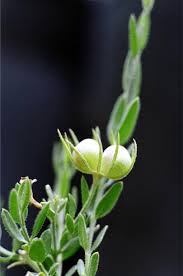 Image result for Menodora