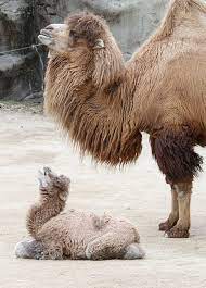 In english, we use animals to describe the broad list of living beings that are not plants. Baby Camel With Mama Camel
