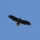 Montezuma NWR event image