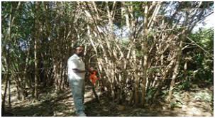 Image result for Oxytenanthera abyssinica