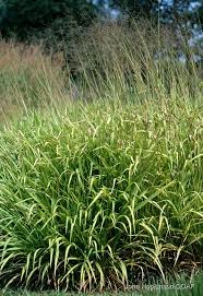 Image result for Panicum maximum