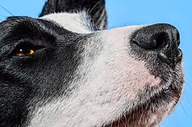 What does mouth cancer look like? The Quest To Make A Bot That Can Smell As Well As A Dog Wired
